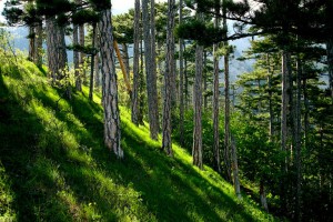 V 2020 godu les budet zanimat'  territorii Moldavii