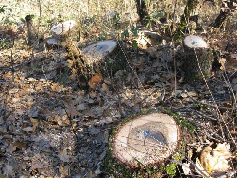 V Angarskom rajone zaderzhali «chernyh lesorubov»