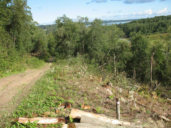 V Belichanskom lesu vyrubjat 1,5 tysjach derev'ev dlja pod#ezdnoj dorogi k tehnoparku