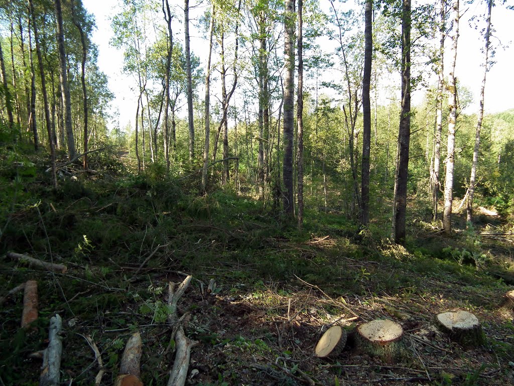 V Chernovickoj oblasti neizvestnye narubili derev'ev na 44 tysjachi griven