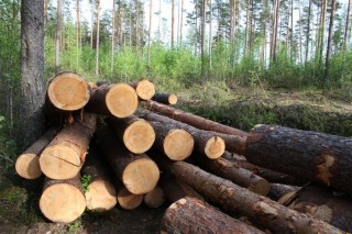 V Chernovickoj oblasti «chernye lesoruby» narubili derev'ev na 73 tys. griven