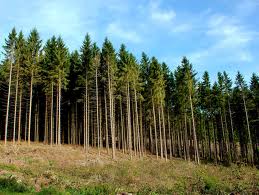 V Dnepropetrovske teper' ohranjajut lesa ne tol'ko ot pozharov, no i ot separatistov