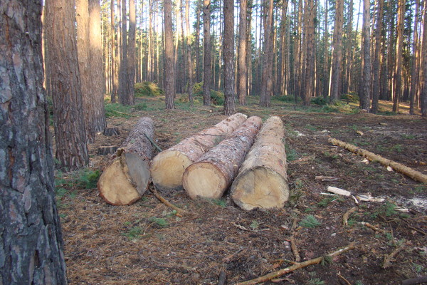 V Doneckoj oblasti lesnye chinovniki «prozevali» vyrubku 2 ga sosen