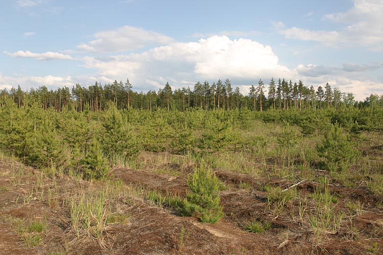 V Jelektronnoj baze dannyh pojavjatsja belgorodskie lesa