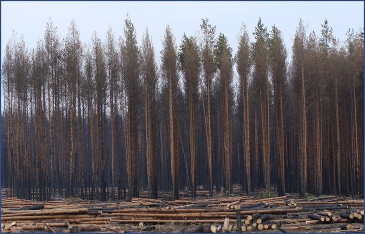 V Lipeckoj oblasti uberut ves' gorelyj les k koncu 2014 goda