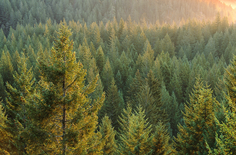 V Primor'e novyj zakon spaset les ot pozharov