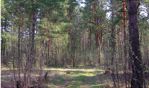 V Rossii nezakonno privatizirovali 3 lesa