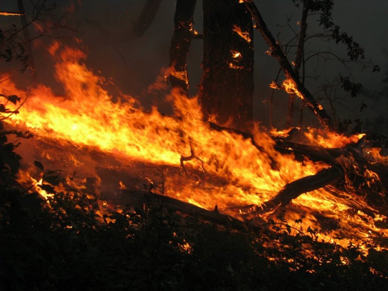 V sravnenii s 2012 godom v Ukraine snizilos' kolichestvo lesnyh pozharov na 36