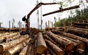 VTO prosit Ukrainu otmenit' moratorij na jeksport lesa