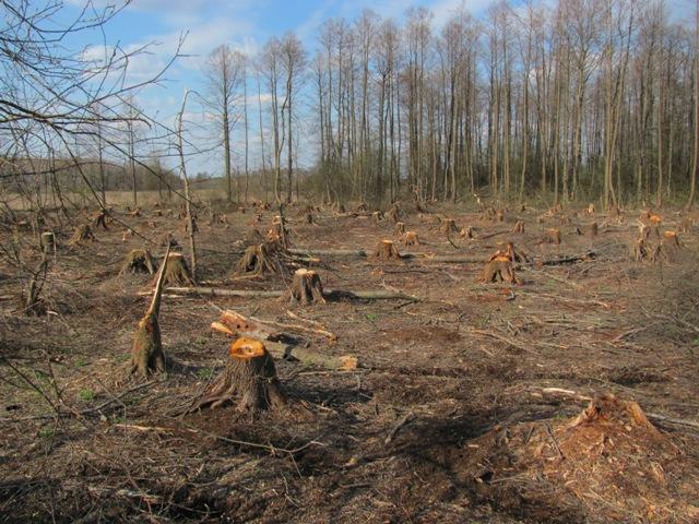 Vinnickie chinovniki vtiharja vyrubili lesa na 600 tysjach griven