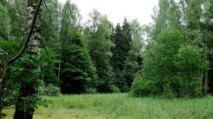 Vlasti Kostromskogo regiona provodjat proverki v lesnoj