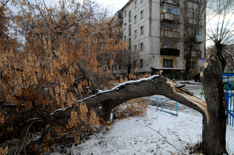 Vsego za odnu noch' nepogody v Odesse upalo 40 derev'ev