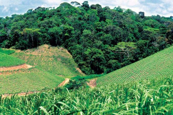 Vyrubka lesov Brazilii dostigla rekordnogo pokazatelja 235 kvadratnyh km za 2011-2012 god