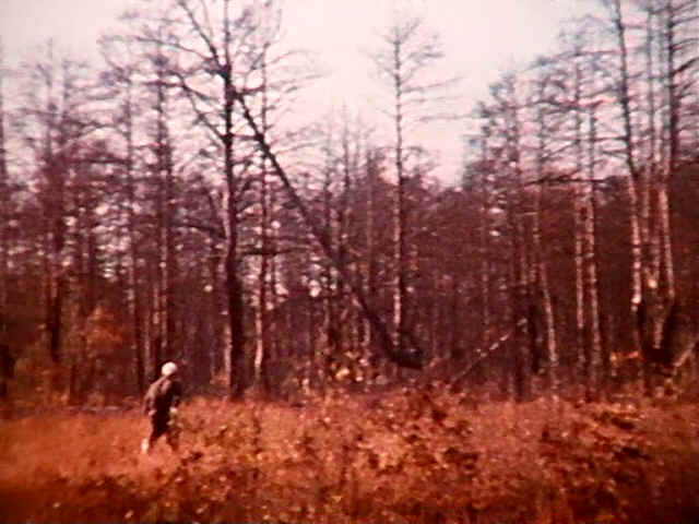 Za pochti 30 let mertvyj Chernobyl'skij les prakticheski ne razlozhilsja