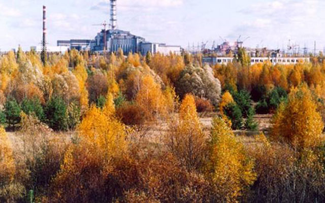 Za sbor chernobyl'skih gribov muzhchina poluchil dva goda sroka