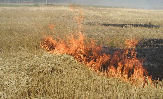 Za sutki v Har'kovskoj oblasti 13 raz gorela suhaja trava i kamyshi