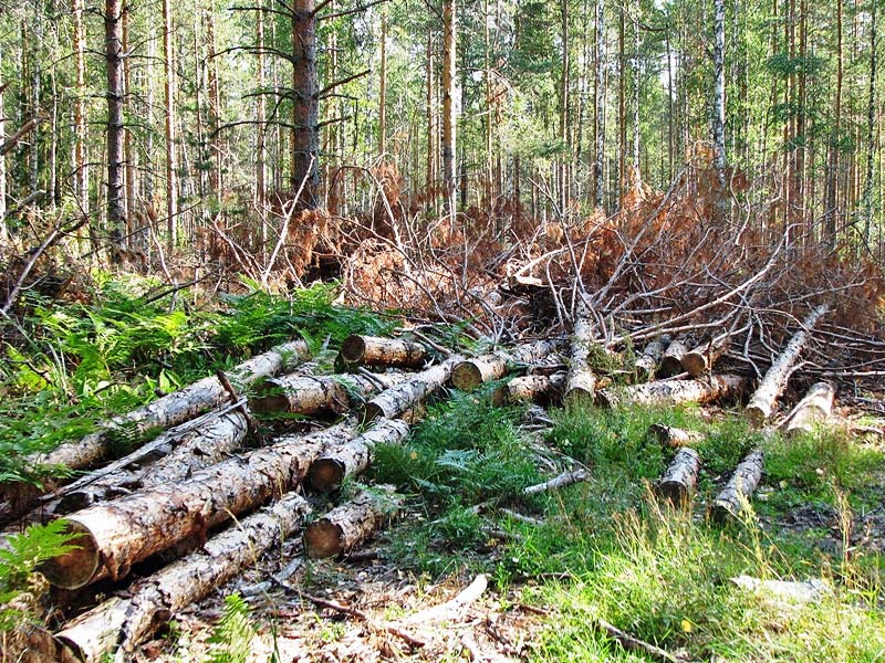 Za vzjatku 3 tys. griven lesnichij iz Kryma mozhet poluchit' do 10 let sroka