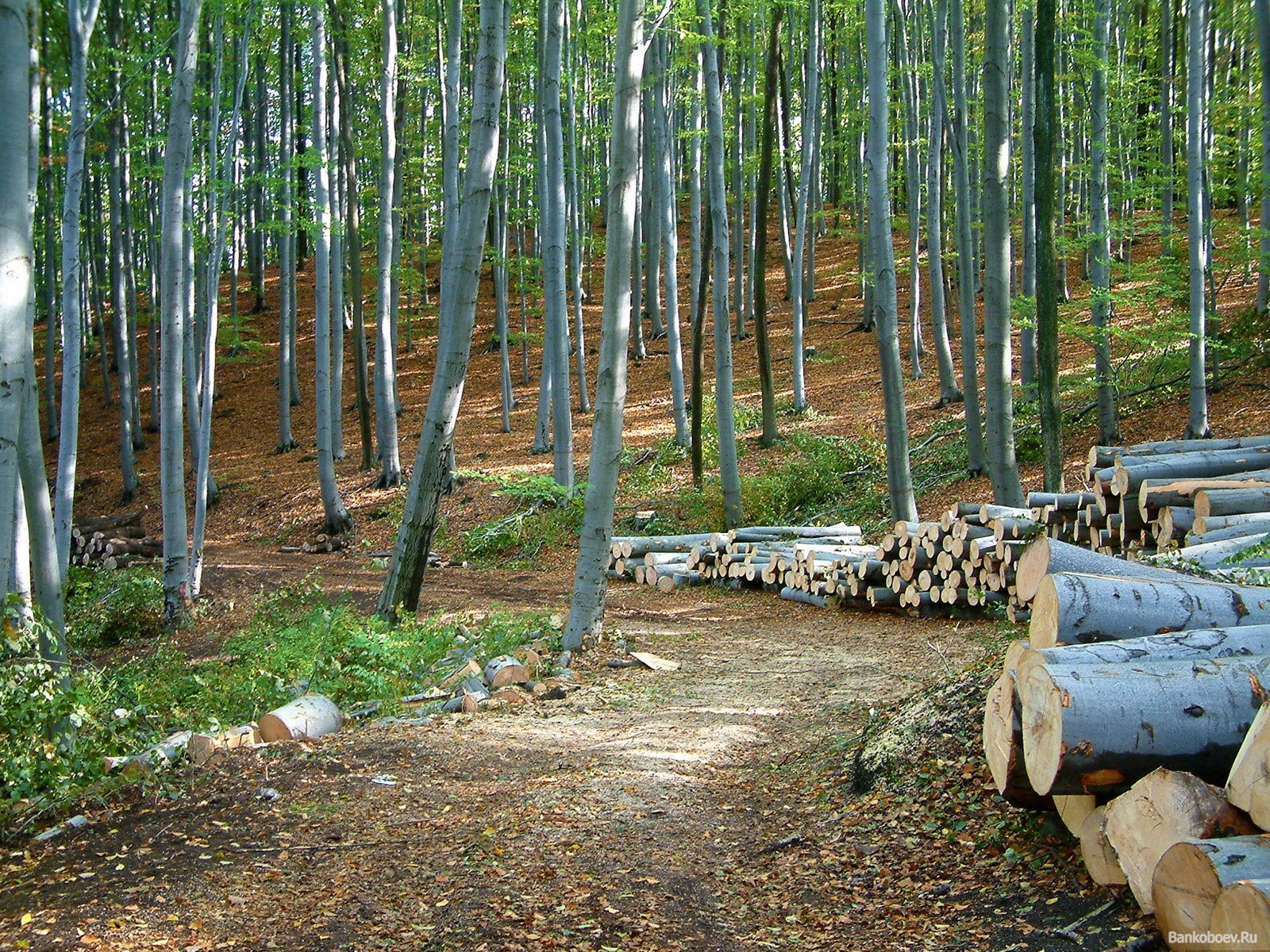 Zakarpatskogo lesnika oshtrafujut na 100 tysjach za dopushhenie masshtabnoj vyrubki