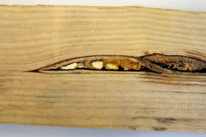 Дефекты древесины, смоляной карман древесины