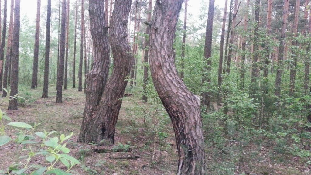 Кривое дерево, дефект древесины