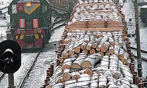 imagesPoshliny na jeksport lesa v DV ubivajut promyshlennost'