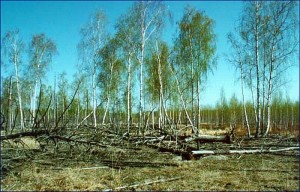 Окрестности Рыжего леса (Чернобыль)