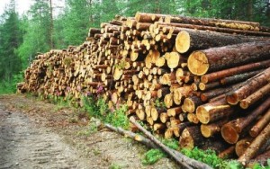 na-otmenu-eksporta-lesa-iz-ukrainy