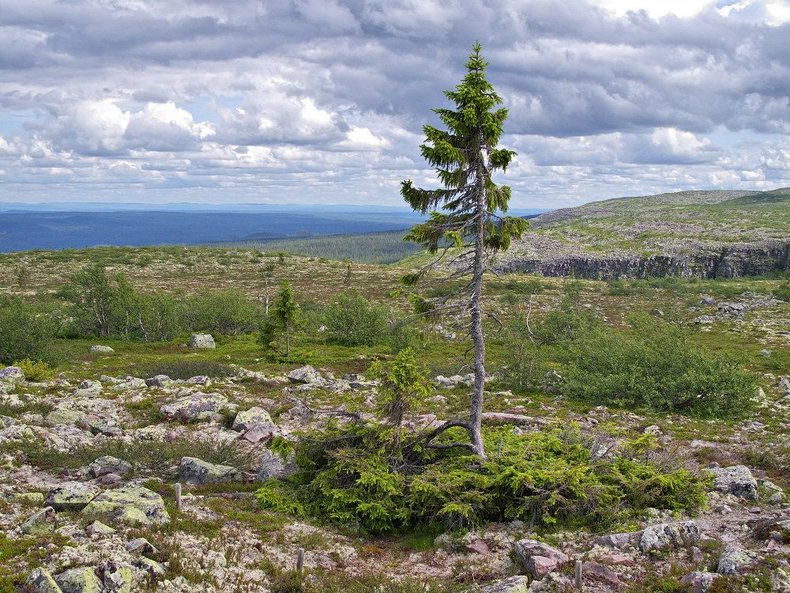 В Швеции растёт самое старое дерево в мире возрастом 9 500 лет