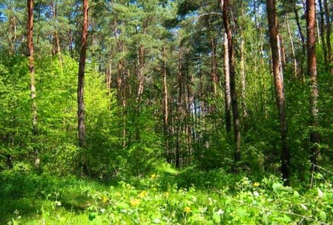 Значение леса