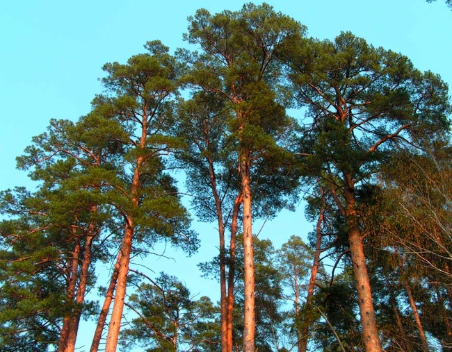 породы дерева в Украине