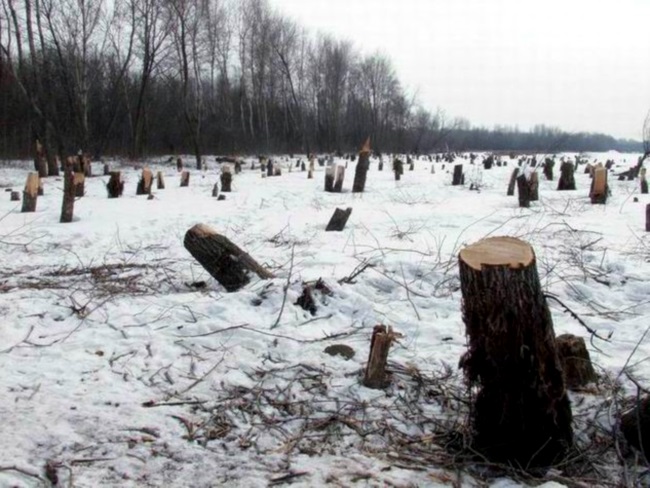 Последствия незаконной вырубки леса