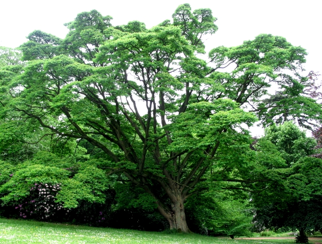 Бархат амурский - дерево