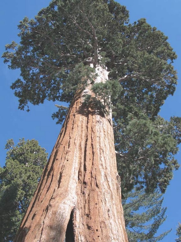 Гиперион, самое высокое дерево на планете