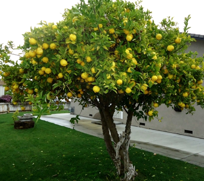 Дерево лимон
