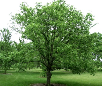 Железное дерево, или каркас западный