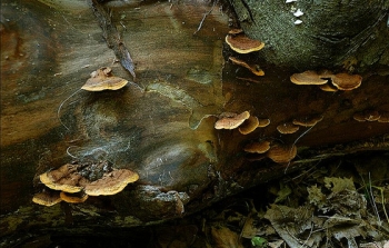 Столбовой дереворазрушающий гриб