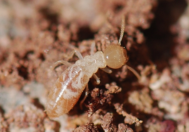 Термиты - белые мурашки
