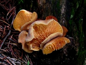 Шахтный дереворазрушающий гриб