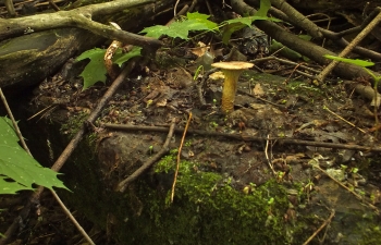 Шпальный дереворазрушающий гриб