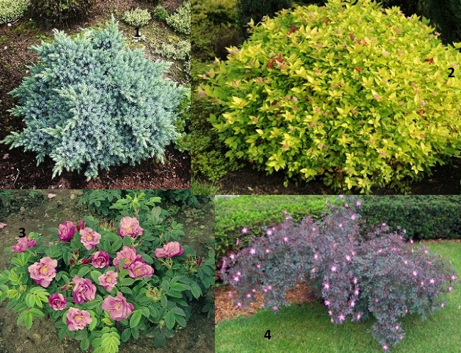 Растения для низкой неформованной живой изгороди: 1) карликовый можжевельник, 2)спирея, 3) роза ругоза, 4)шиповник краснолистный