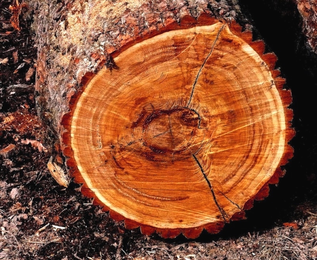 красный дуб древесина