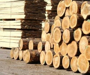 Pochti na 40 v janvare snizilsja vypusk neobrabotannyh lesomaterialov v Rossii
