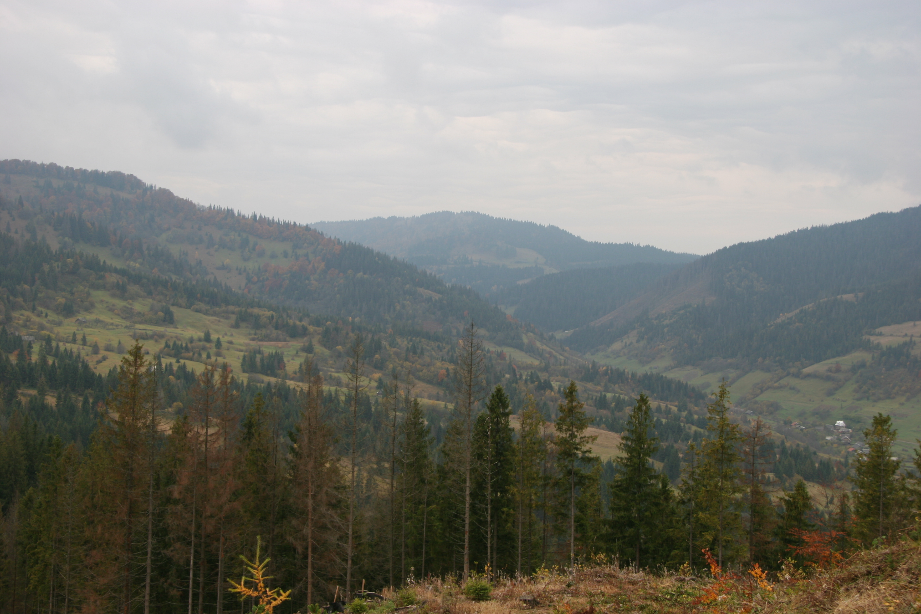 Usyhanie elovyh lesov Karpat – stihijnoe bedstvie Ukrainy