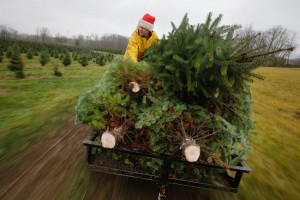 AP APTOPIX Christmas Trees Ohio