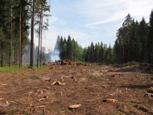 «Lesnye» vlasti Zabajkal'ja opredelili politiku sotrudnichestva s arendatorami lesa